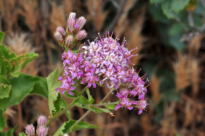 Brownfoot has pink, purple, lavender or white showy, fragrant clustered flower heads. Plants bloom from June to November or later. Acourtia wrightii 